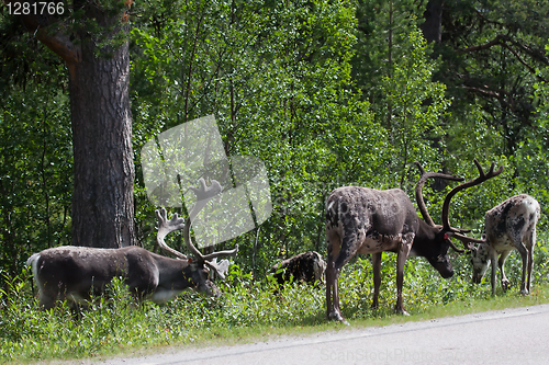 Image of Reindeers