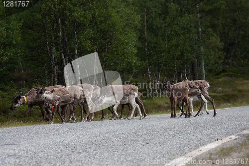 Image of reindeers