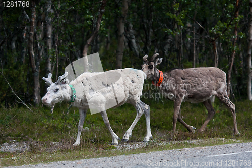 Image of reindeers