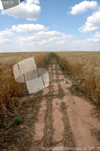 Image of Path In Wheat Field