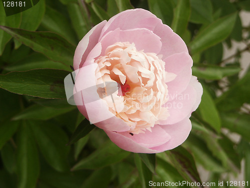 Image of pink peony