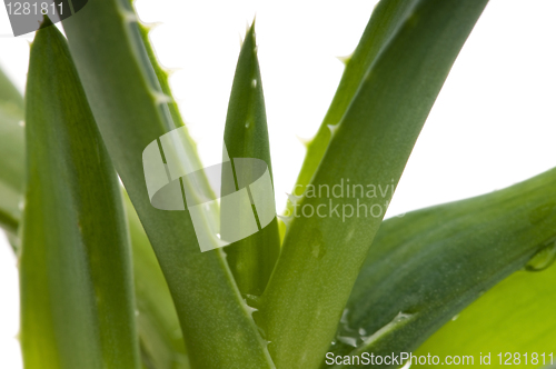 Image of Aloe vera - herbal medicine 