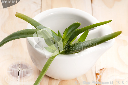 Image of Aloe vera - herbal medicine 