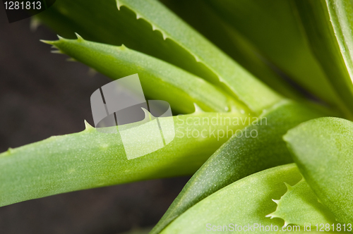 Image of Aloe vera - herbal medicine 