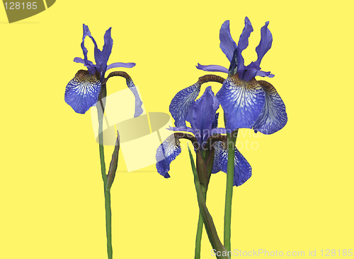 Image of Dark blue irises on a yellow
