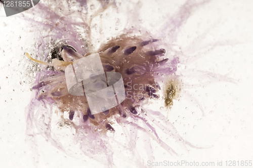 Image of Frozen flowers. blossoms in the ice cube