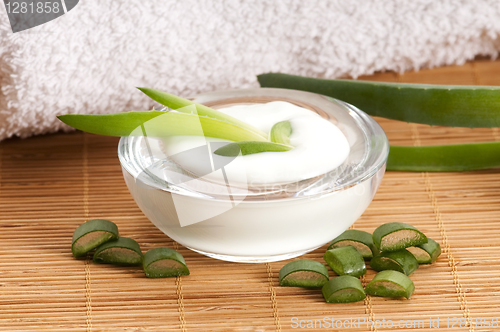 Image of aloe vera - leaves and face cream