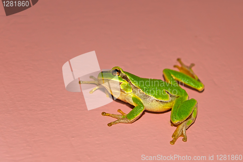 Image of Treefrog on the vertical wall