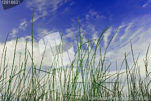 Image of Cereals on the blue sky background