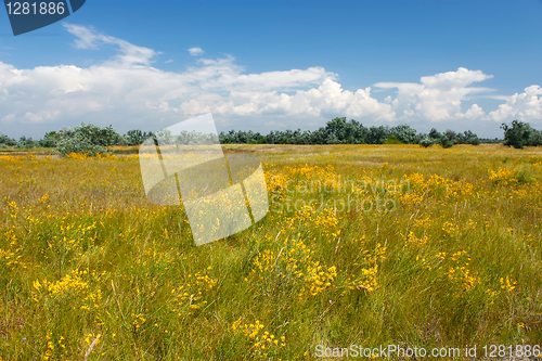 Image of Summer meadow