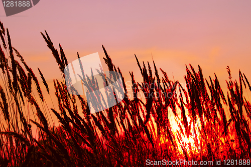 Image of Cereals on sunset background