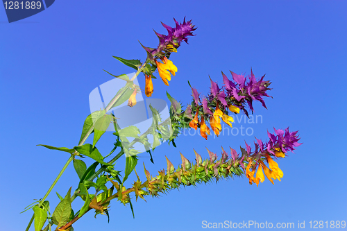 Image of Beautiful wild flowers