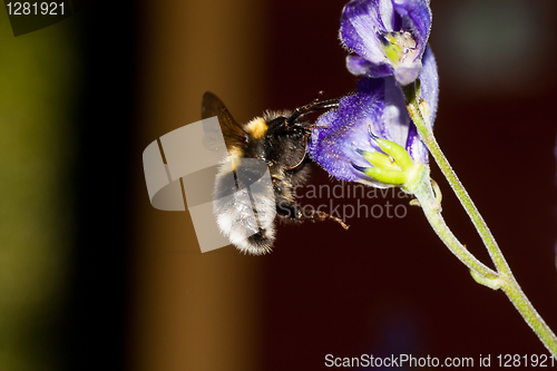 Image of bumble bee