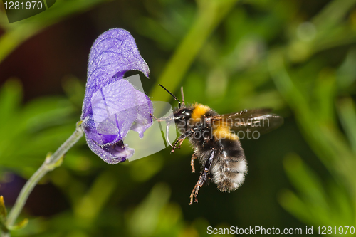 Image of flying bumble bee