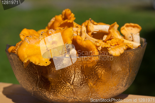 Image of Chanterelles in a bowl