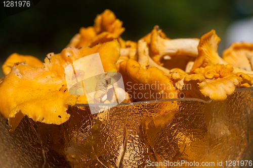 Image of Chanterelles 