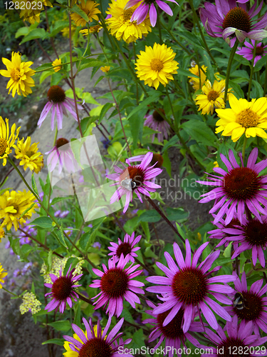 Image of Summer Flowers