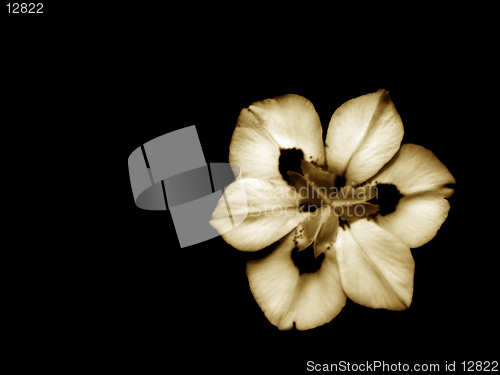 Image of African Iris in Sepia