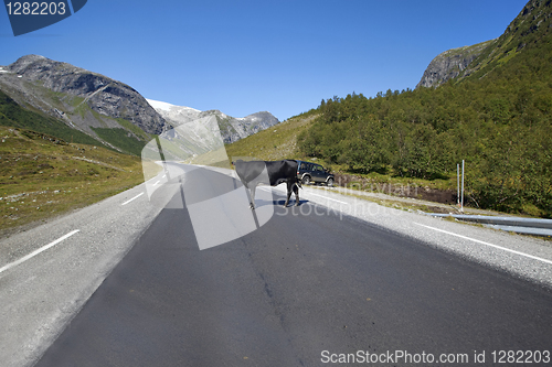 Image of Cow blocking traffic