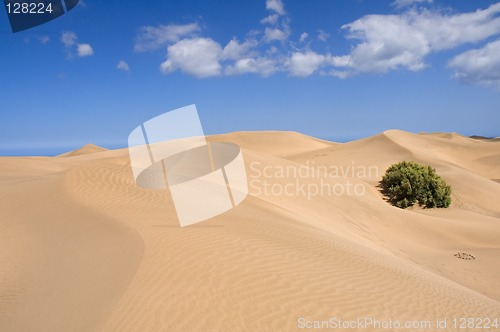 Image of Sand, waves and vegetation