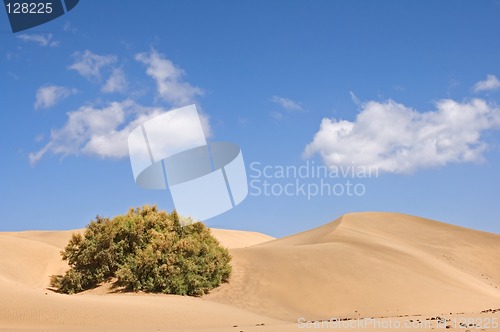 Image of Vegetation in the desert