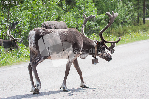 Image of Reindeer bull