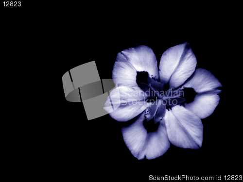Image of African Iris in Blue