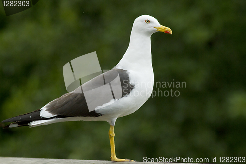 Image of Lesser Black-backed Gull