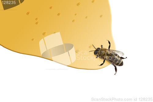 Image of Honey Bee