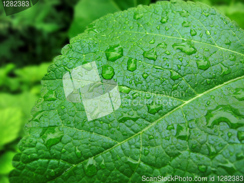 Image of green leaf with water drops            