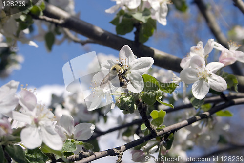 Image of Bumble Bee Pollenating