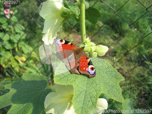 Image of beautiful butterfly