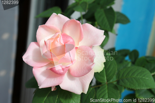 Image of beautiful pink rose
