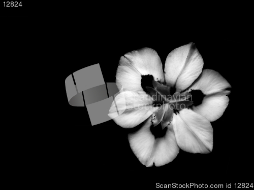 Image of African Iris in B/W