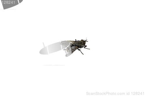Image of Big Hairy Fly