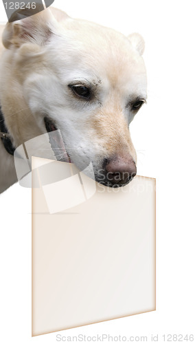 Image of Dog With A Message
