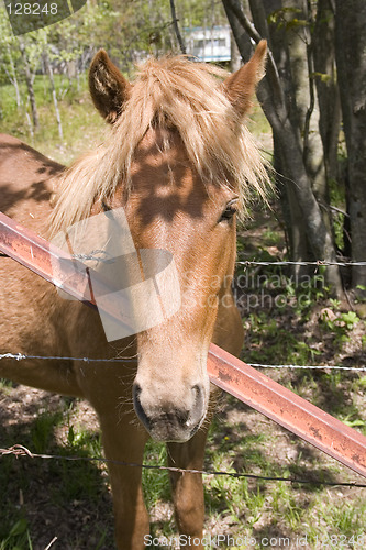 Image of Brown Pony