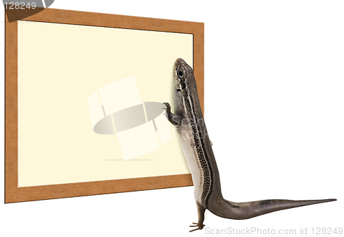 Image of Skink Reading a Sign