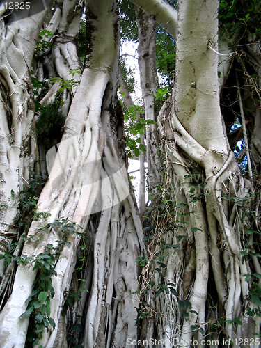 Image of Banyan Tree Vines