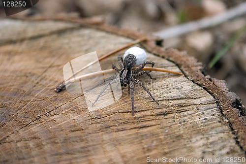 Image of Spider With Egg Sack