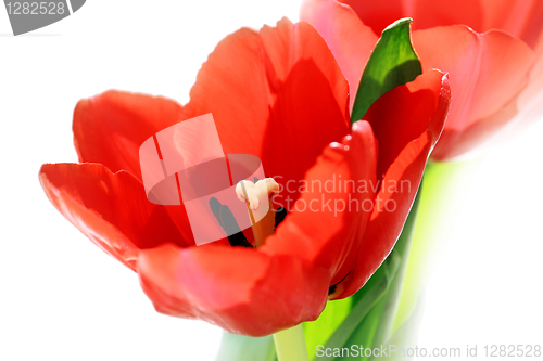 Image of red tulips