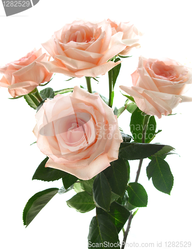 Image of beautiful bouquet of pink roses 