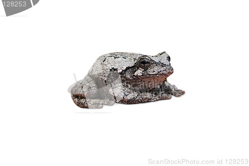 Image of Gray Tree Frog