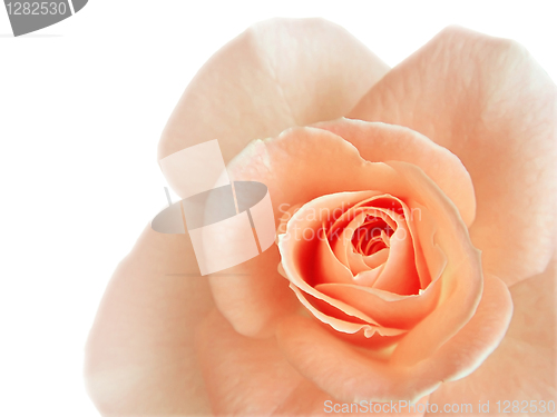 Image of beautiful pink rose isolated on white