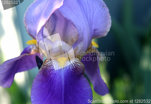 Image of closeup of beautiful iris flower