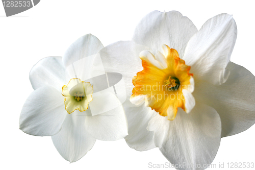 Image of flowers of daffodils (narcissus)