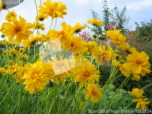 Image of beautiful yellow flowers