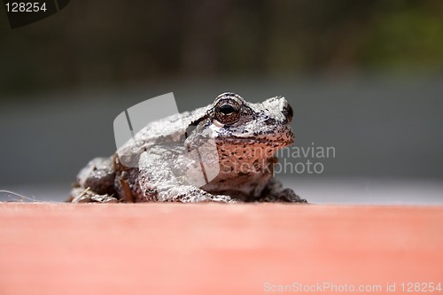 Image of Tree Frog