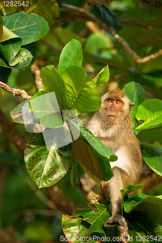 Image of Wild monkey