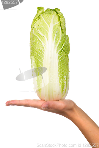 Image of Hand with a cabbage